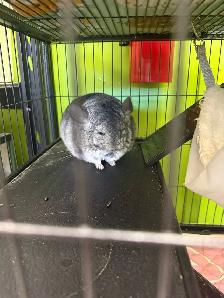 chinchilla - Photo 2