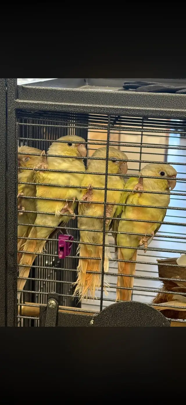 peroquet conure mooncheek
