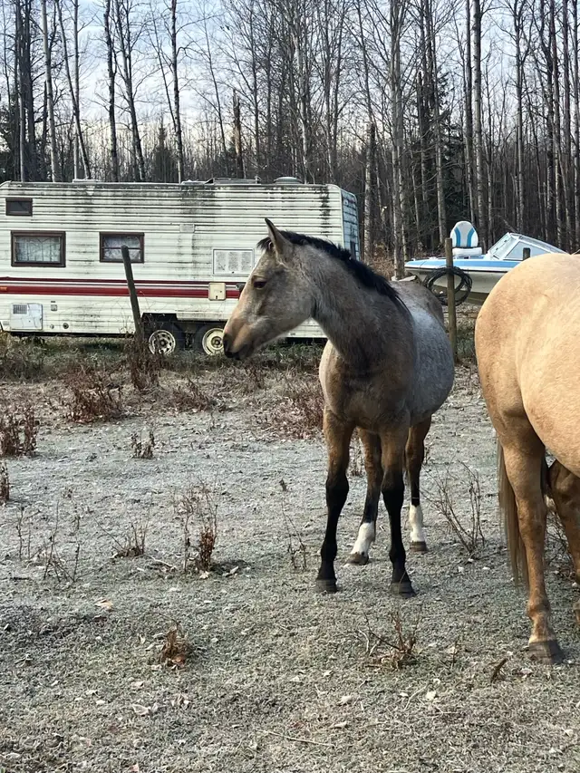 mare and foal
