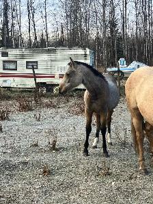 mare and foal