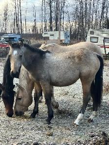 mare and foal - Photo 2