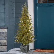 Danson Decor 5 ft. Pre-Lit Potted Pine Tree with 300 Dual-Colour