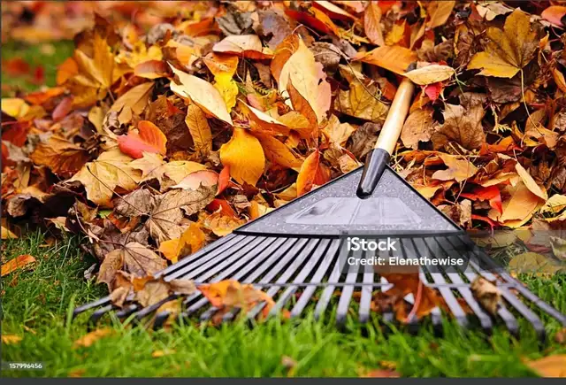 LEAF CLEANING
