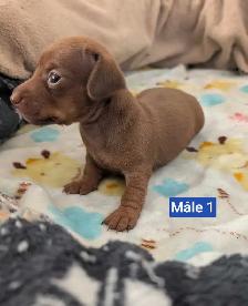 Chiots teckel miniatures - Photo 2