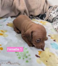 Chiots teckel miniatures - Photo 5