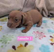 Chiots teckel miniatures - Photo 6