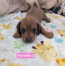 Chiots teckel miniatures - Photo 7