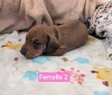 Chiots teckel miniatures - Photo 8