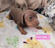 Chiots teckel miniatures - Photo 9