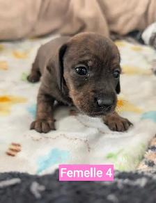 Chiots teckel miniatures - Photo 10