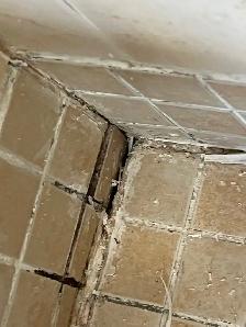 Mold Removal Services — Ajax — 416-838-1391