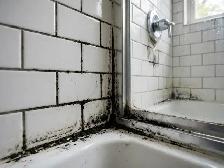 Mold Removal Services — Ajax — 416-838-1391 - Photo 3