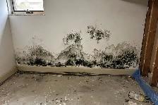 Mold Removal Services — Ajax — 416-838-1391 - Photo 5