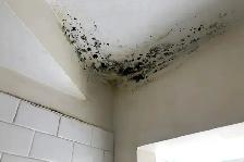 Mold Removal Services — Ajax — 416-838-1391 - Photo 7