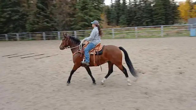 Super fun gelding!