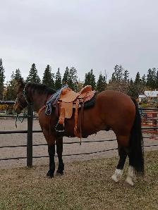 Super fun gelding! - Photo 2