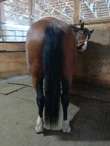 Super fun gelding! - Photo 3