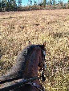 Super fun gelding! - Photo 4