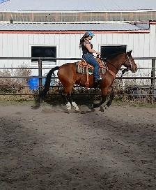 Super fun gelding! - Photo 5