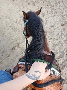 Super fun gelding! - Photo 6