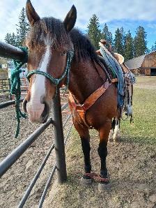 Super fun gelding! - Photo 7