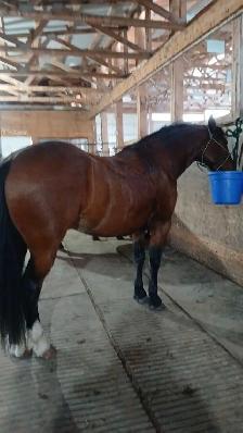 Super fun gelding! - Photo 8