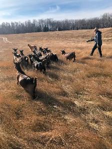 Nigerian Dwarf Goats, does, bucks and wethers