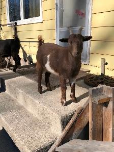 Nigerian Dwarf Goats, does, bucks and wethers - Photo 2