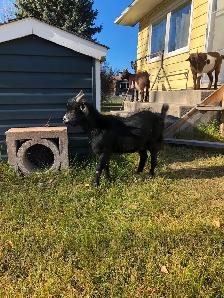Nigerian Dwarf Goats, does, bucks and wethers - Photo 3