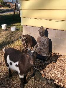 Nigerian Dwarf Goats, does, bucks and wethers - Photo 4