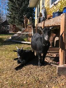 Nigerian Dwarf Goats, does, bucks and wethers - Photo 5