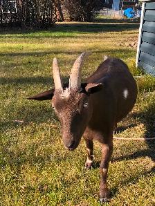 Nigerian Dwarf Goats, does, bucks and wethers - Photo 6