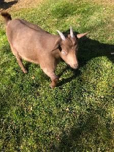 Nigerian Dwarf Goats, does, bucks and wethers - Photo 7