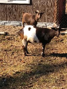 Nigerian Dwarf Goats, does, bucks and wethers - Photo 8