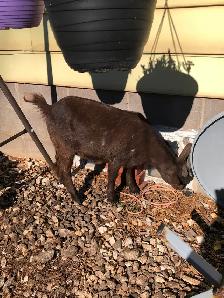 Nigerian Dwarf Goats, does, bucks and wethers - Photo 9