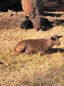 Nigerian Dwarf Goats, does, bucks and wethers - Photo 10