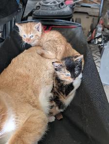 Cute kittens for sale