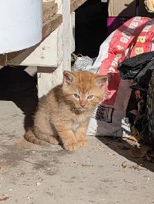 Cute kittens for sale - Photo 2