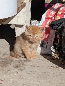 Cute kittens for sale - Photo 3