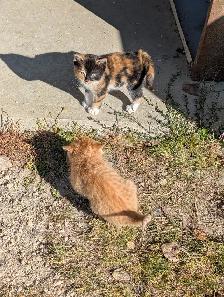 Cute kittens for sale - Photo 4