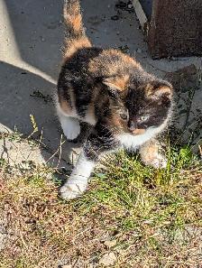 Cute kittens for sale - Photo 5