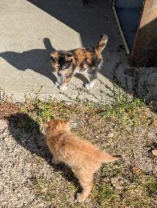 Cute kittens for sale - Photo 6