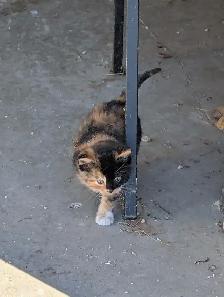 Cute kittens for sale - Photo 7