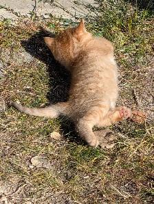 Cute kittens for sale - Photo 8