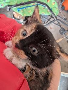 Cute kittens for sale - Photo 9