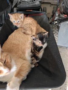 Cute kittens for sale - Photo 10