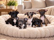 Chiots teckel mixe - Photo 3