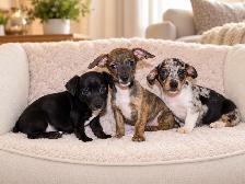Chiots teckel mixe - Photo 5