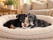 Chiots teckel mixe - Photo 7