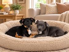 Chiots teckel mixe - Photo 8
